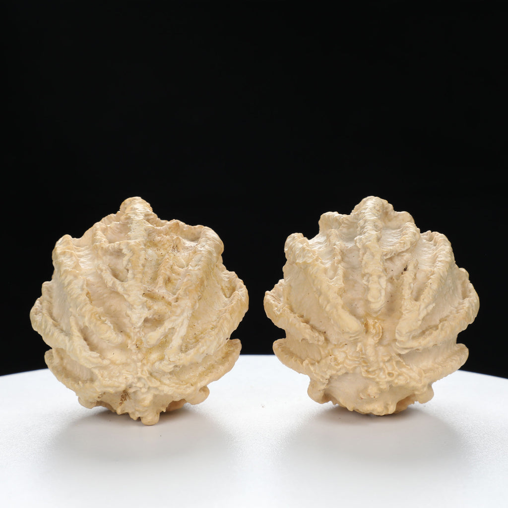 “Ghost Face” Natural Smiley Grimace Indonesian Walnuts Pair | Size:44L*45W*48H | UPI:UR-00099