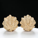 “Ghost Face” Natural Smiley Grimace Indonesian Walnuts Pair | Size:44L*45W*48H | UPI:UR-00099
