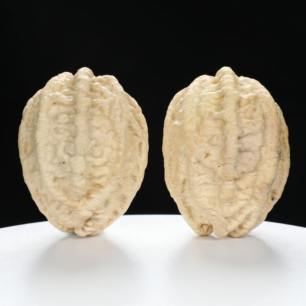 “Ghost Face” Natural Large-Nose Grimace Indonesian Walnuts Pair (Honker Duo) | Size:45L*47W*60H | UPI:UR-00100
