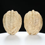 “Ghost Face” Natural Large-Nose Grimace Indonesian Walnuts Pair (Honker Duo) | Size:45L*47W*60H | UPI:UR-00100