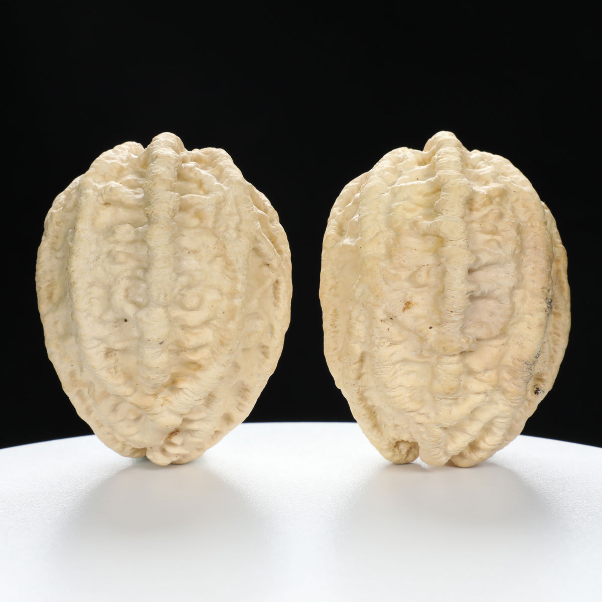 “Ghost Face” Natural Large-Nose Grimace Indonesian Walnuts Pair (Honker Duo) | Size:45L*47W*60H | UPI:UR-00100
