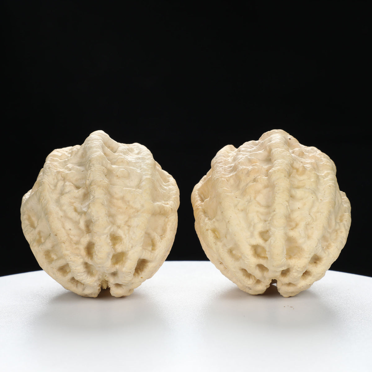 “Ghost Face” Natural Large-Nose Grimace Indonesian Walnuts Pair (Honker Duo) | Size:45L*47W*60H | UPI:UR-00100