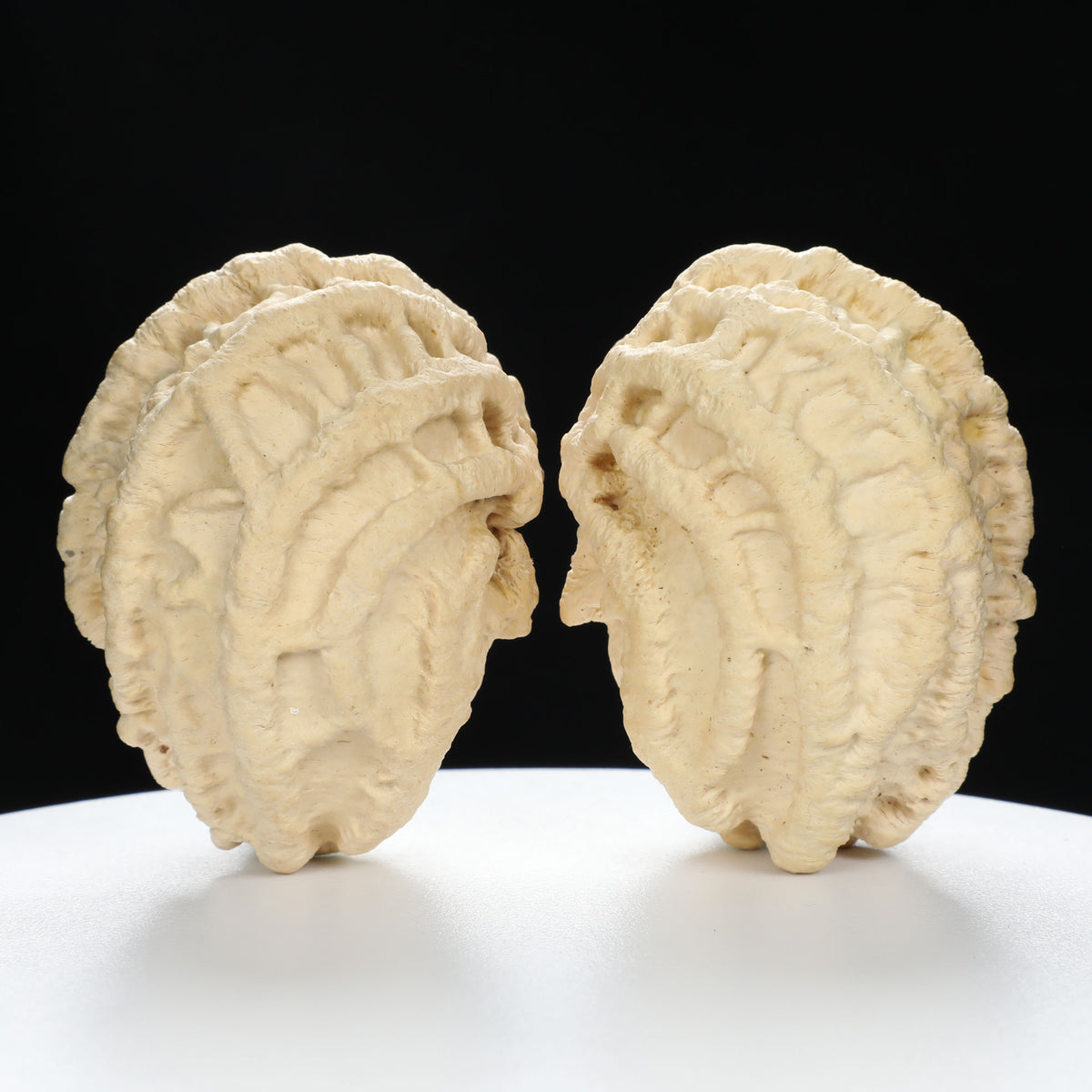 “Ghost Face” Natural Large-Nose Grimace Indonesian Walnuts Pair (Honker Duo) | Size:45L*47W*60H | UPI:UR-00100