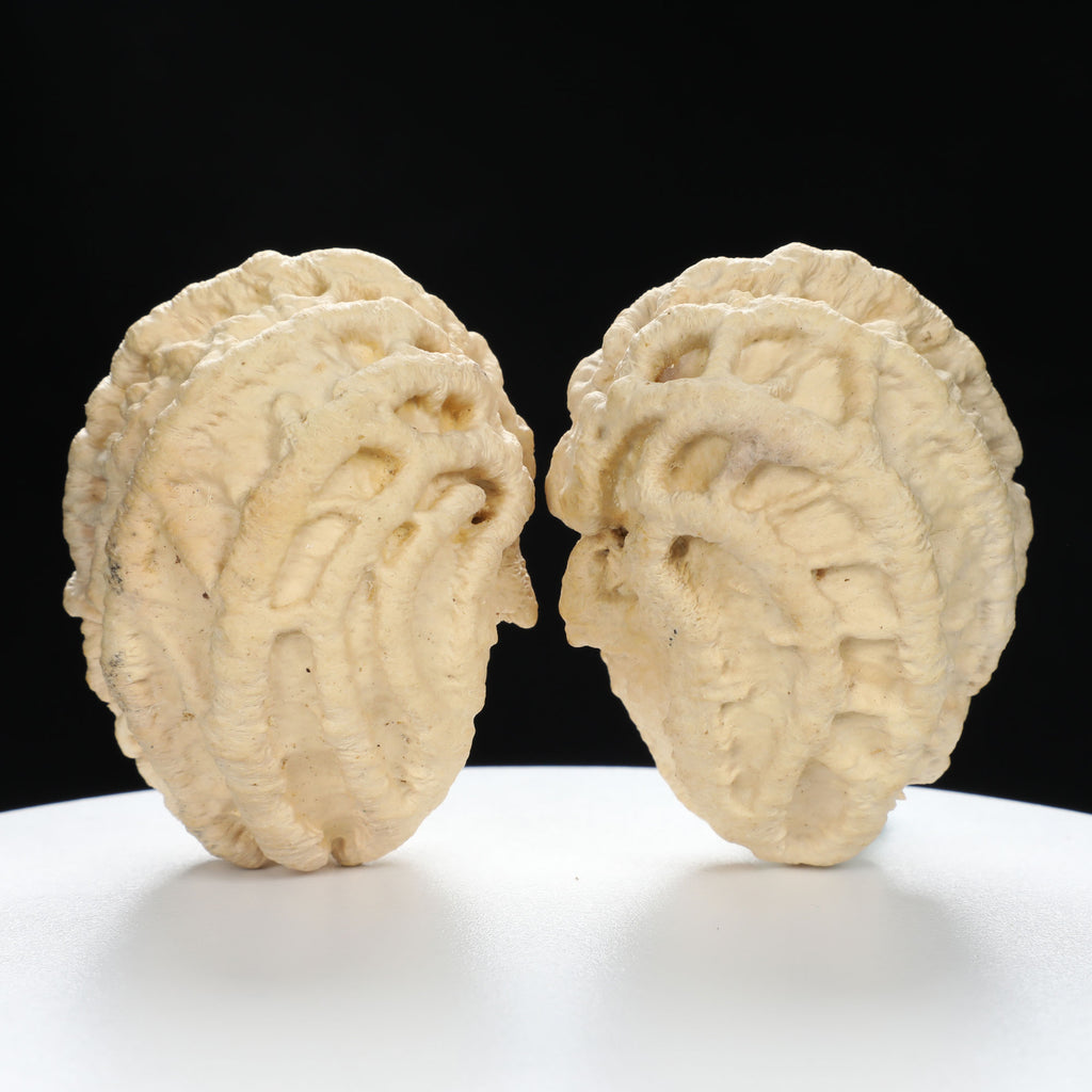 “Ghost Face” Natural Large-Nose Grimace Indonesian Walnuts Pair (Honker Duo) | Size:45L*47W*60H | UPI:UR-00100
