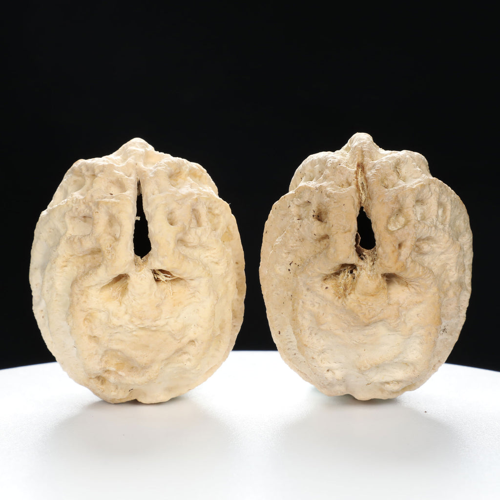 "Ghost Face" "Grumpy & Grouch" Natural Grimace Indonesian Walnuts Pair | Size:42L*43W*52H | UPI:UR-00101