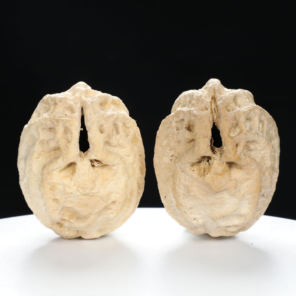 "Ghost Face" "Grumpy & Grouch" Natural Grimace Indonesian Walnuts Pair | Size:42L*43W*52H | UPI:UR-00101