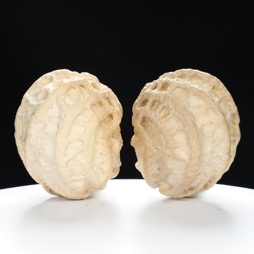 "Ghost Face" "Grumpy & Grouch" Natural Grimace Indonesian Walnuts Pair | Size:42L*43W*52H | UPI:UR-00101