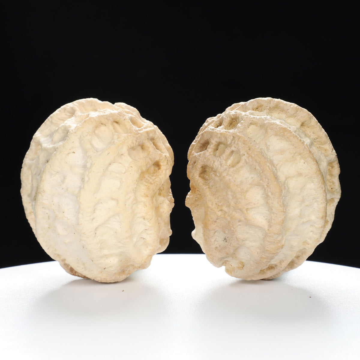 "Ghost Face" "Grumpy & Grouch" Natural Grimace Indonesian Walnuts Pair | Size:42L*43W*52H | UPI:UR-00101