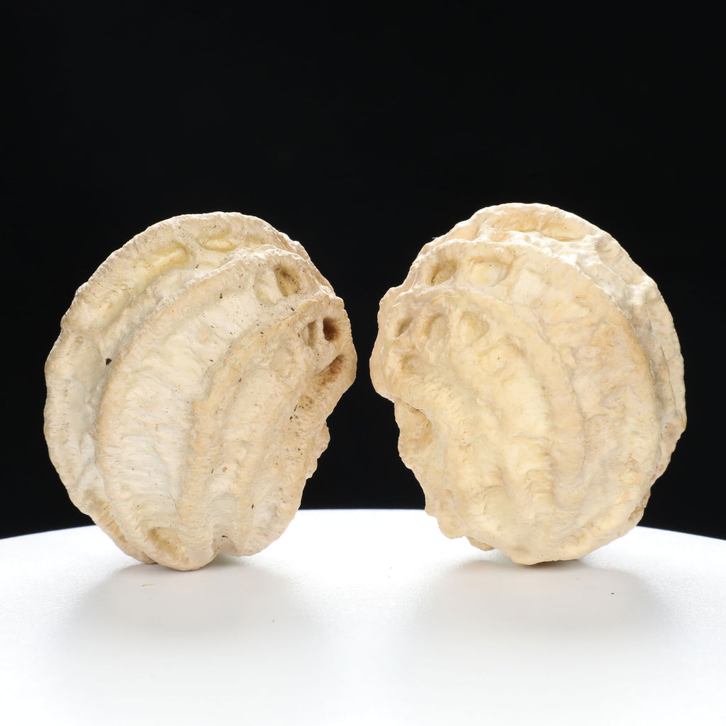 "Ghost Face" "Grumpy & Grouch" Natural Grimace Indonesian Walnuts Pair | Size:42L*43W*52H | UPI:UR-00101