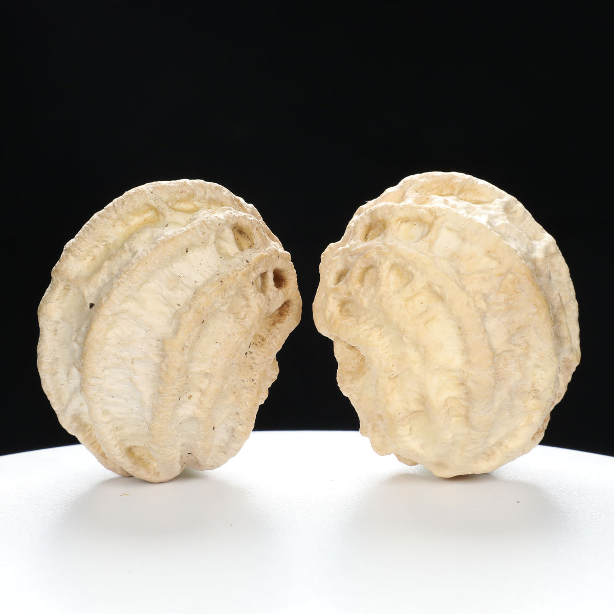 "Ghost Face" "Grumpy & Grouch" Natural Grimace Indonesian Walnuts Pair | Size:42L*43W*52H | UPI:UR-00101