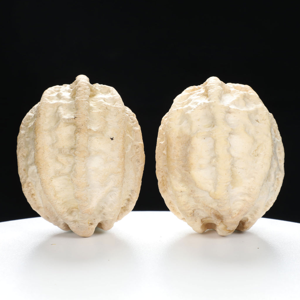 "Ghost Face" "Grumpy & Grouch" Natural Grimace Indonesian Walnuts Pair | Size:42L*43W*52H | UPI:UR-00101