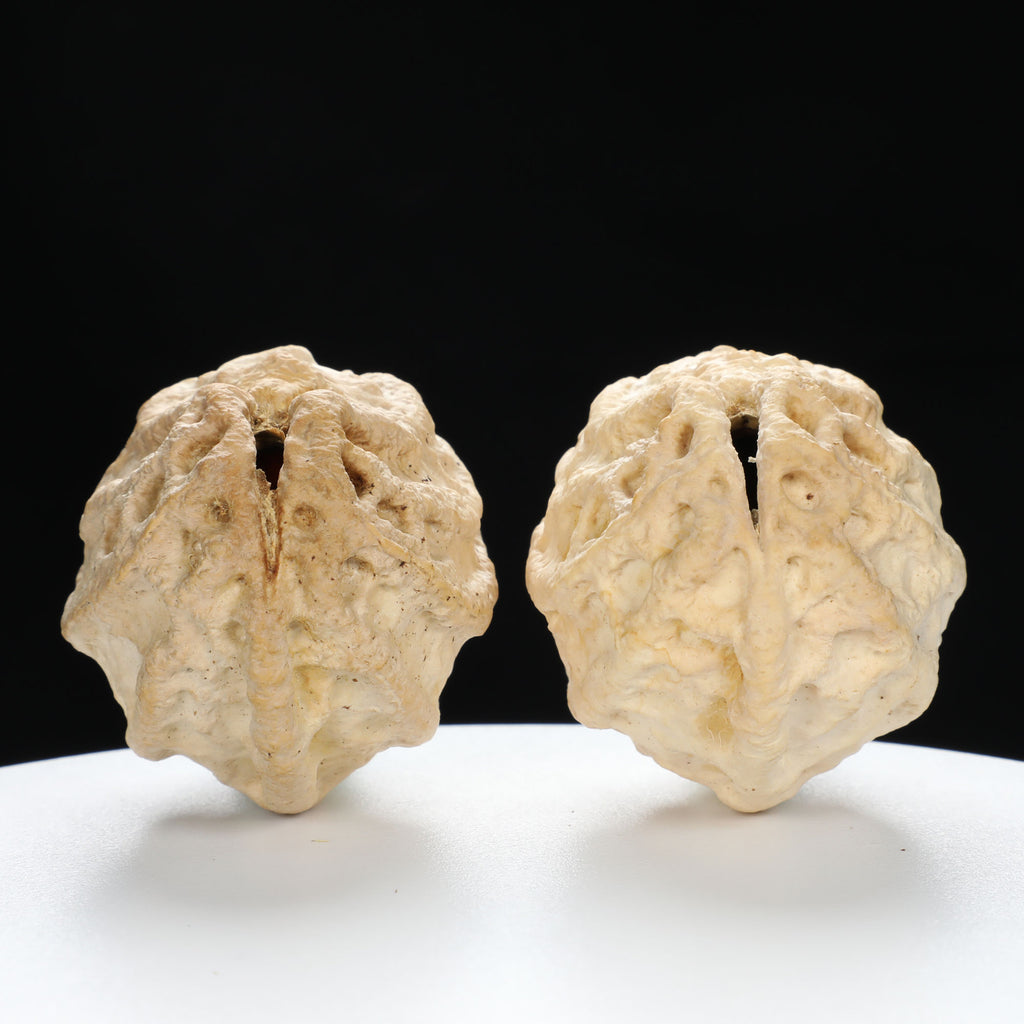"Ghost Face" "Grumpy & Grouch" Natural Grimace Indonesian Walnuts Pair | Size:42L*43W*52H | UPI:UR-00101