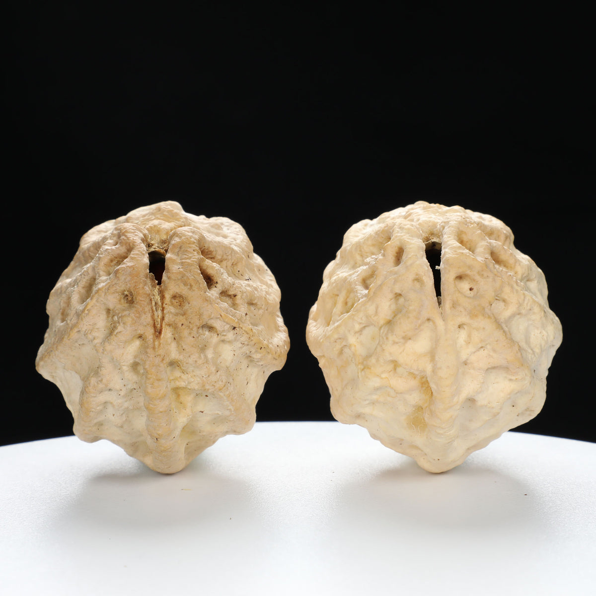 "Ghost Face" "Grumpy & Grouch" Natural Grimace Indonesian Walnuts Pair | Size:42L*43W*52H | UPI:UR-00101