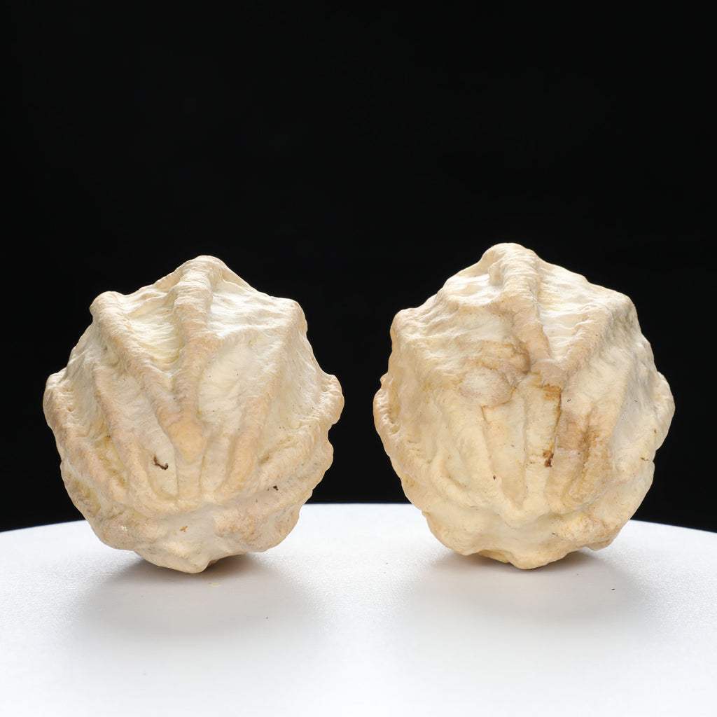 "Ghost Face" "Grumpy & Grouch" Natural Grimace Indonesian Walnuts Pair | Size:42L*43W*52H | UPI:UR-00101