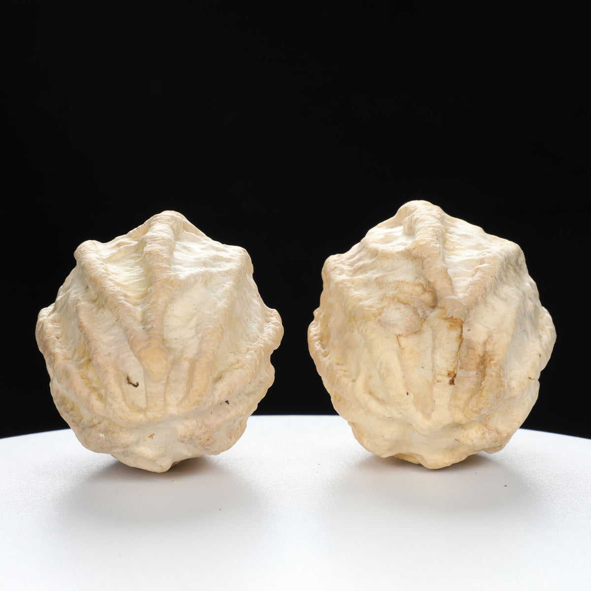 "Ghost Face" "Grumpy & Grouch" Natural Grimace Indonesian Walnuts Pair | Size:42L*43W*52H | UPI:UR-00101