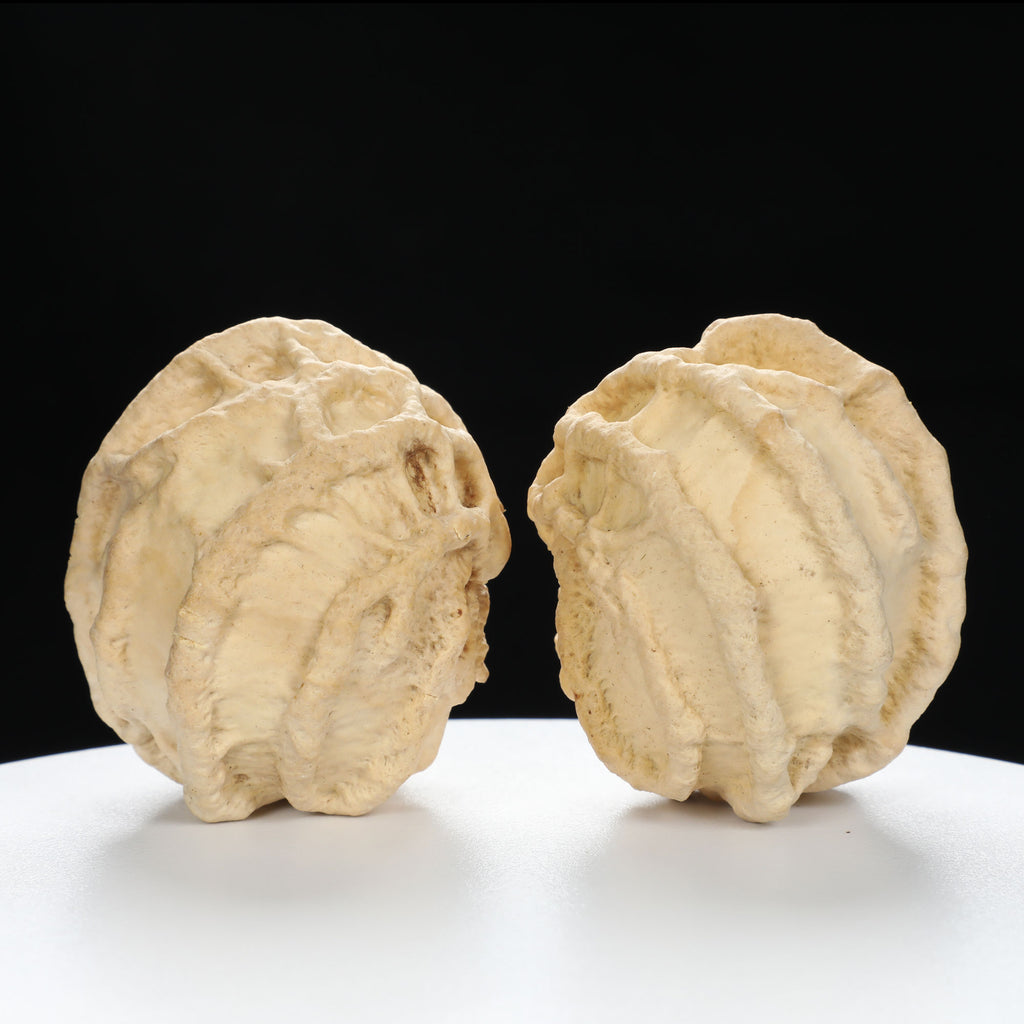 “Ghost Face” Baby Groot Inspired Natural Indonesian Grimace Walnuts Pair | Size:47L*45W*51H | UPI:UR-00102