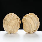 “Ghost Face” Baby Groot Inspired Natural Indonesian Grimace Walnuts Pair | Size:47L*45W*51H | UPI:UR-00102