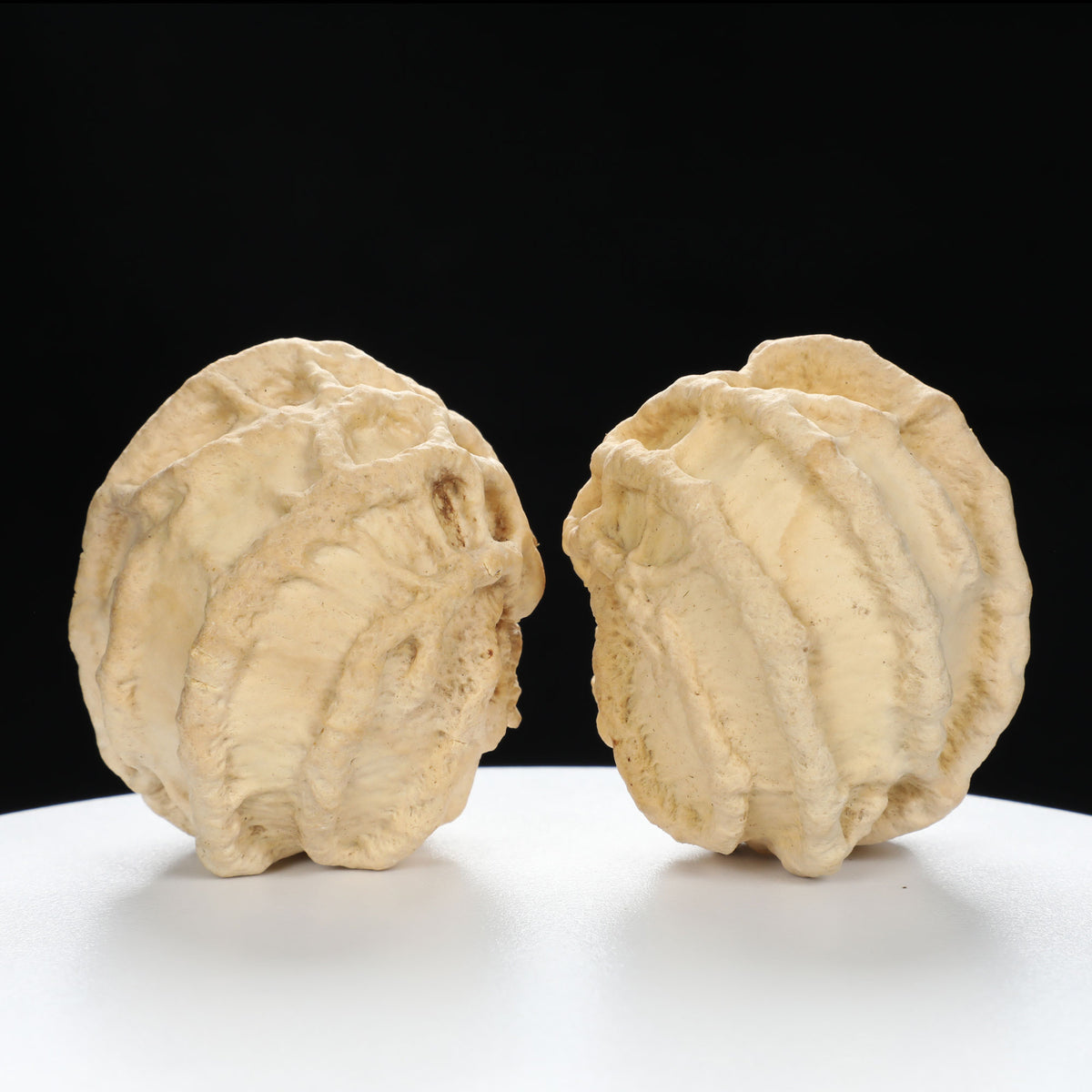 “Ghost Face” Baby Groot Inspired Natural Indonesian Grimace Walnuts Pair | Size:47L*45W*51H | UPI:UR-00102