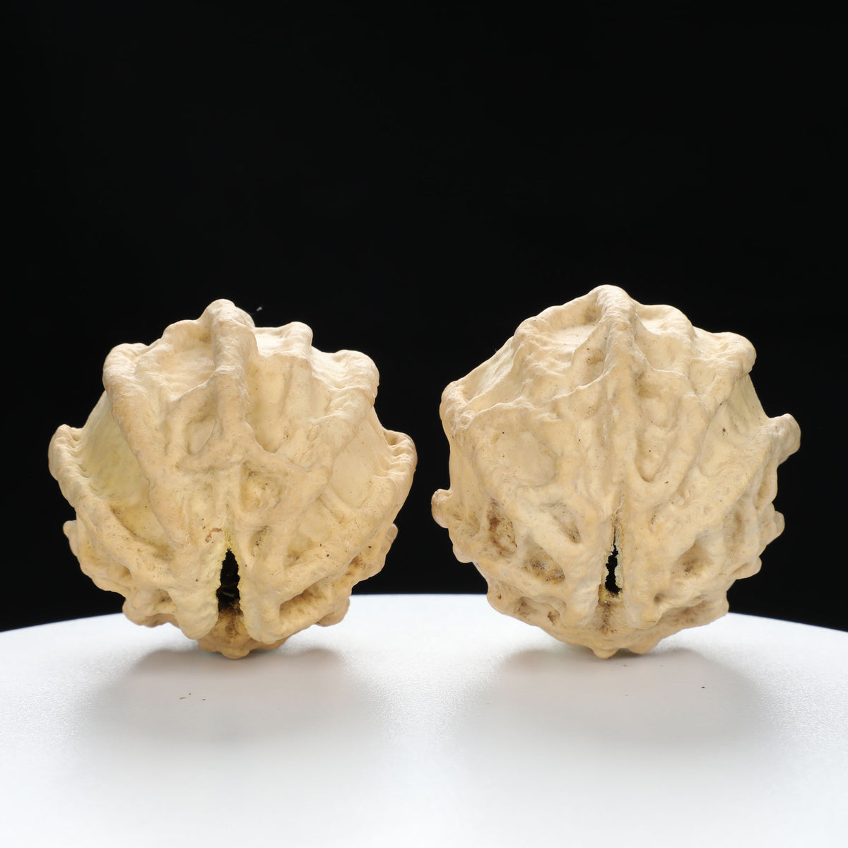 “Ghost Face” Baby Groot Inspired Natural Indonesian Grimace Walnuts Pair | Size:47L*45W*51H | UPI:UR-00102