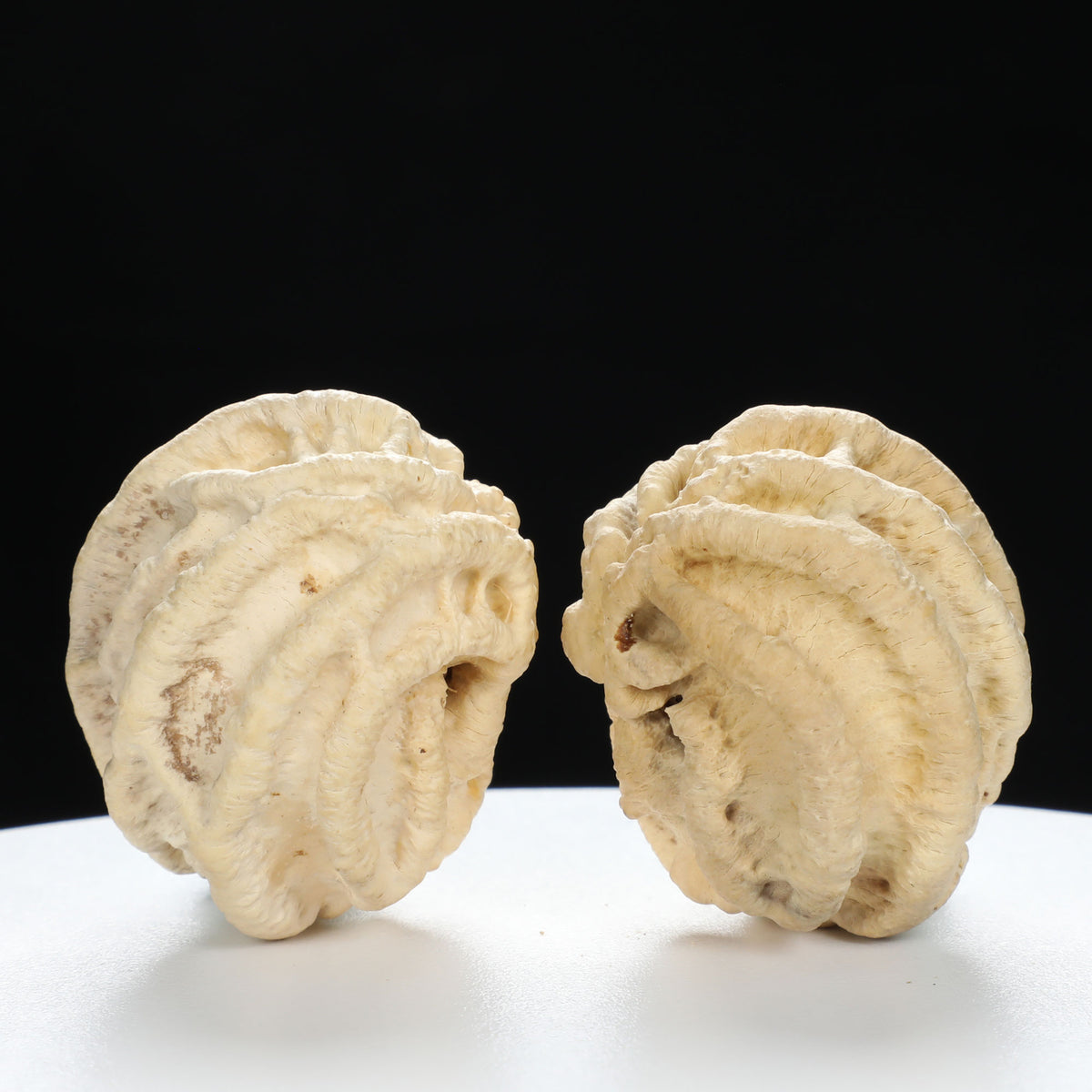 "Ghost Face" "Tiny Sweetheart Pair" Natural Indonesian Grimace Walnut Couple Set | Size:35L*33W*39H | UPI:UR-00103
