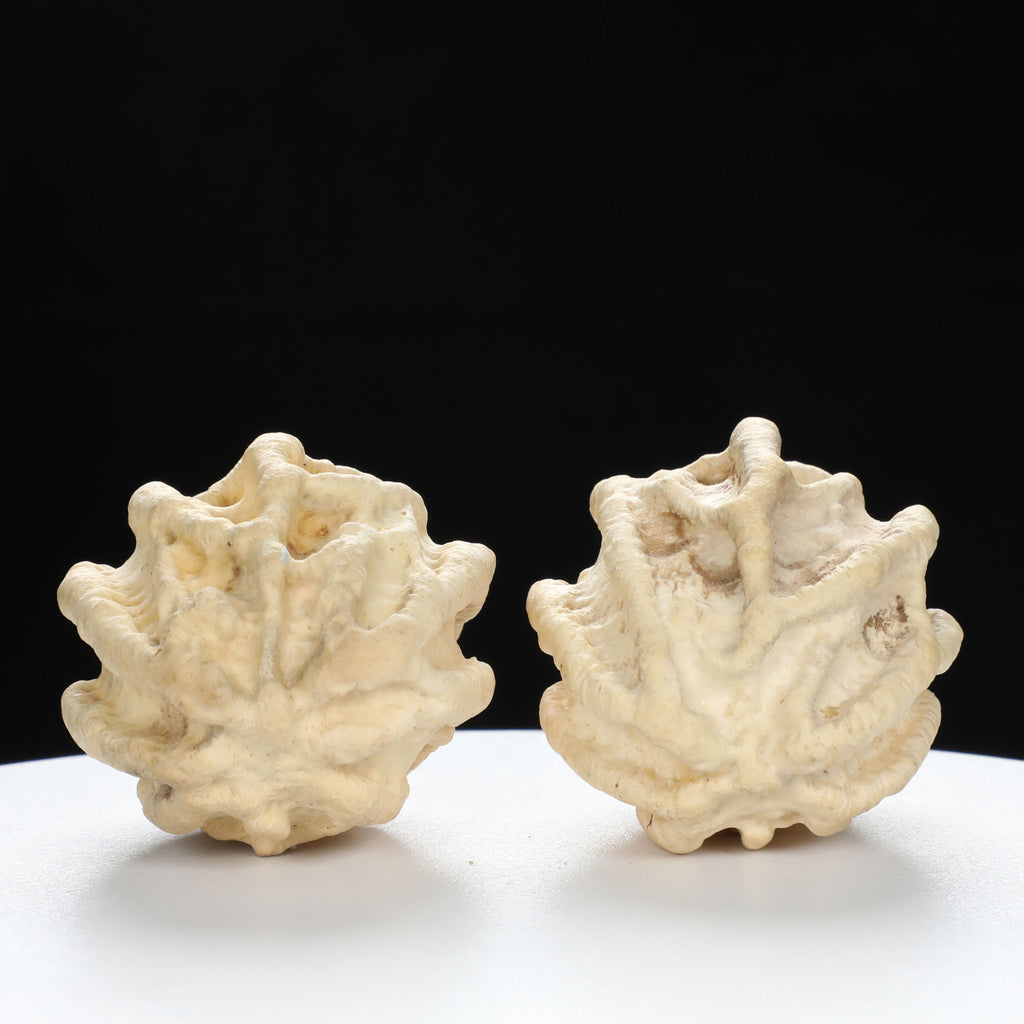 "Ghost Face" "Tiny Sweetheart Pair" Natural Indonesian Grimace Walnut Couple Set | Size:35L*33W*39H | UPI:UR-00103