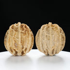 "Ghost Face" "Dumb and Dumber" Goofy Face Natural Indonesian Grimace Walnuts Pair | Size:43L*44W*49H | UPI:UR-00104