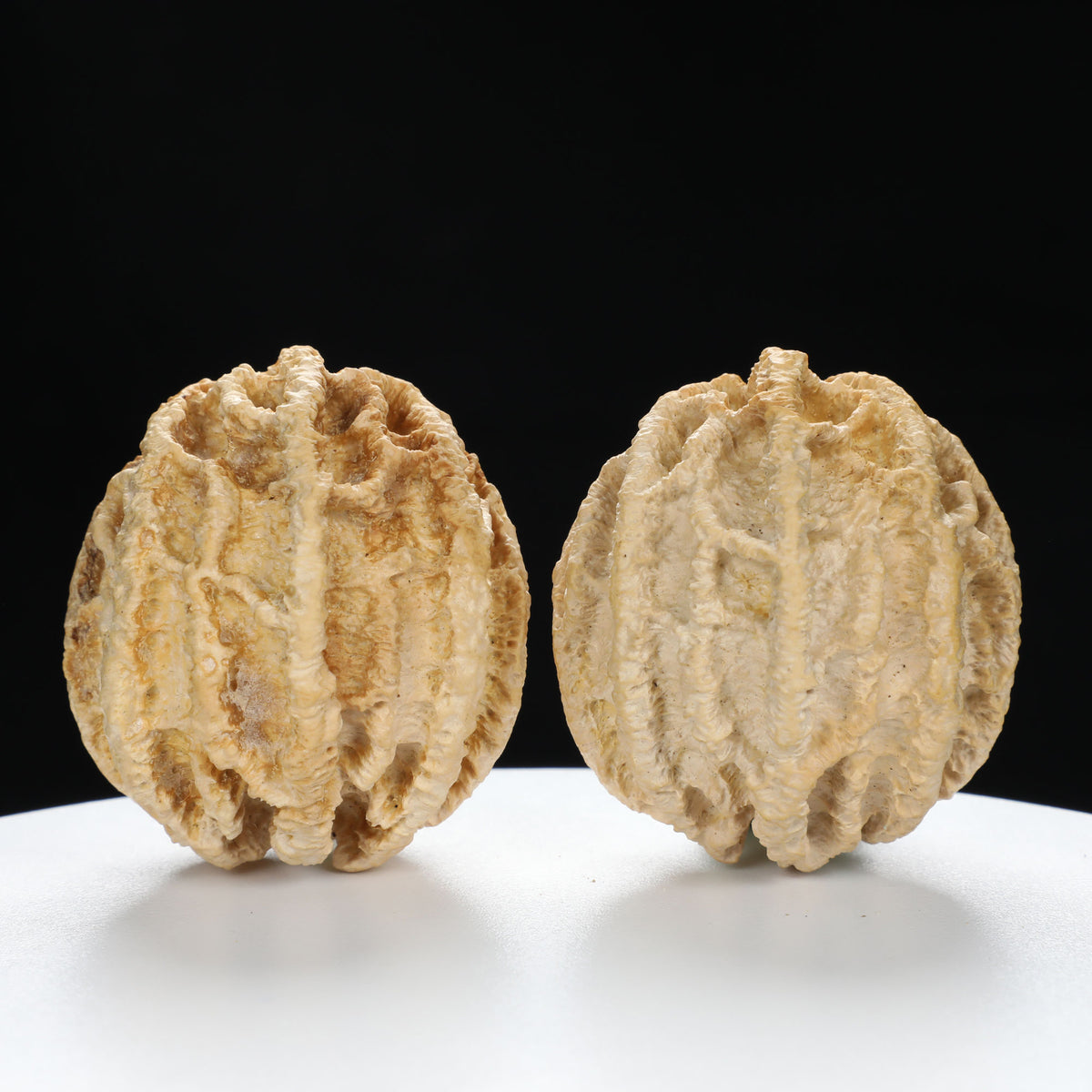 "Ghost Face" "Dumb and Dumber" Goofy Face Natural Indonesian Grimace Walnuts Pair | Size:43L*44W*49H | UPI:UR-00104