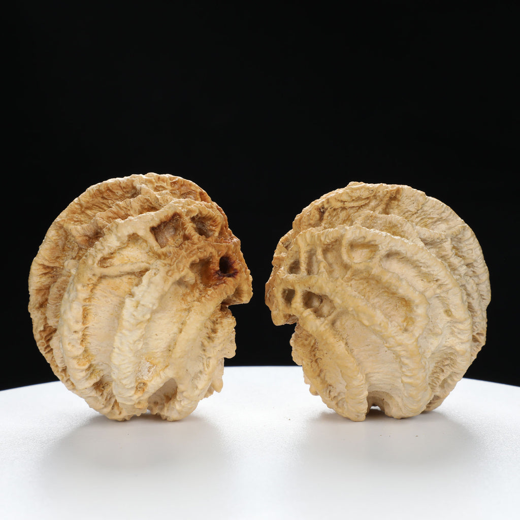 "Ghost Face" "Dumb and Dumber" Goofy Face Natural Indonesian Grimace Walnuts Pair | Size:43L*44W*49H | UPI:UR-00104