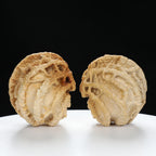 "Ghost Face" "Dumb and Dumber" Goofy Face Natural Indonesian Grimace Walnuts Pair | Size:43L*44W*49H | UPI:UR-00104