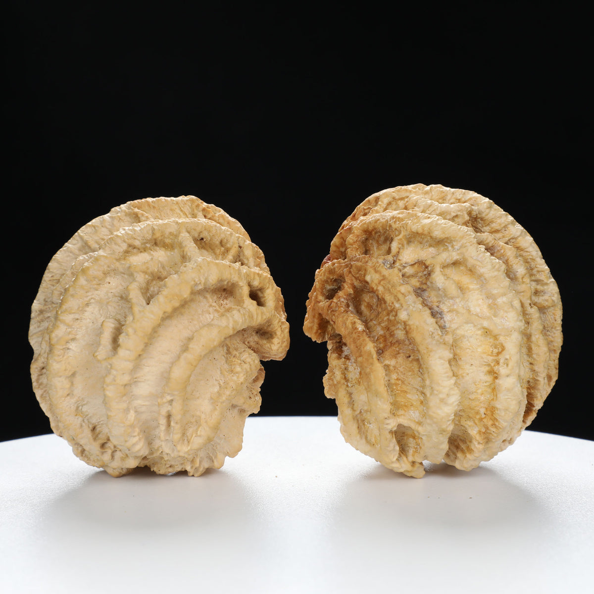 "Ghost Face" "Dumb and Dumber" Goofy Face Natural Indonesian Grimace Walnuts Pair | Size:43L*44W*49H | UPI:UR-00104