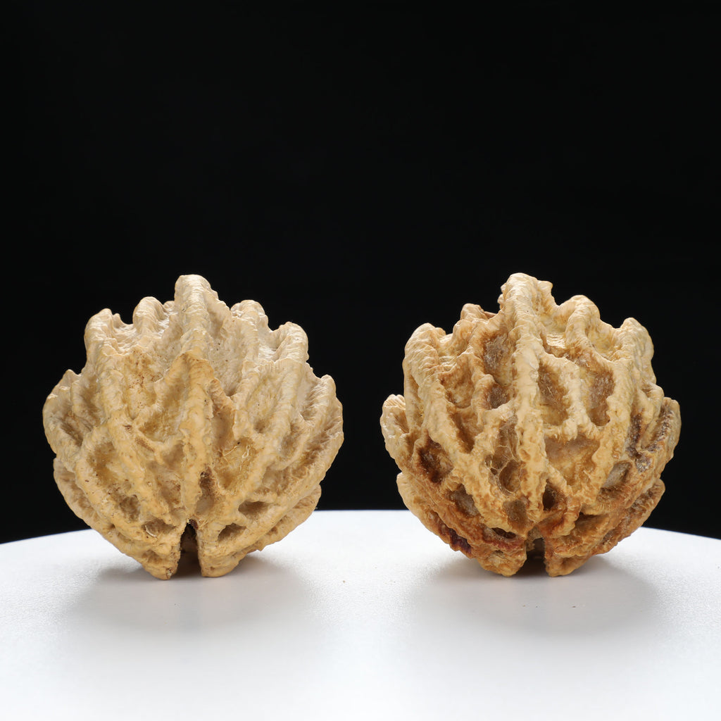 "Ghost Face" "Dumb and Dumber" Goofy Face Natural Indonesian Grimace Walnuts Pair | Size:43L*44W*49H | UPI:UR-00104