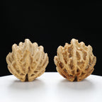 "Ghost Face" "Dumb and Dumber" Goofy Face Natural Indonesian Grimace Walnuts Pair | Size:43L*44W*49H | UPI:UR-00104