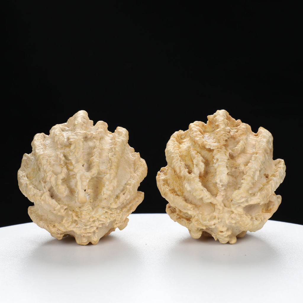 "Ghost Face" "Dumb and Dumber" Goofy Face Natural Indonesian Grimace Walnuts Pair | Size:43L*44W*49H | UPI:UR-00104