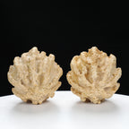 "Ghost Face" "Dumb and Dumber" Goofy Face Natural Indonesian Grimace Walnuts Pair | Size:43L*44W*49H | UPI:UR-00104