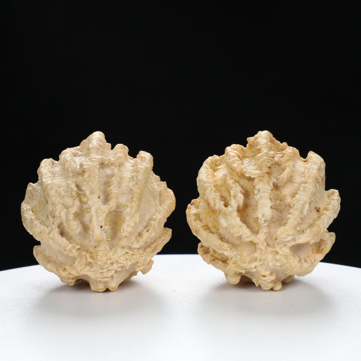 "Ghost Face" "Dumb and Dumber" Goofy Face Natural Indonesian Grimace Walnuts Pair | Size:43L*44W*49H | UPI:UR-00104