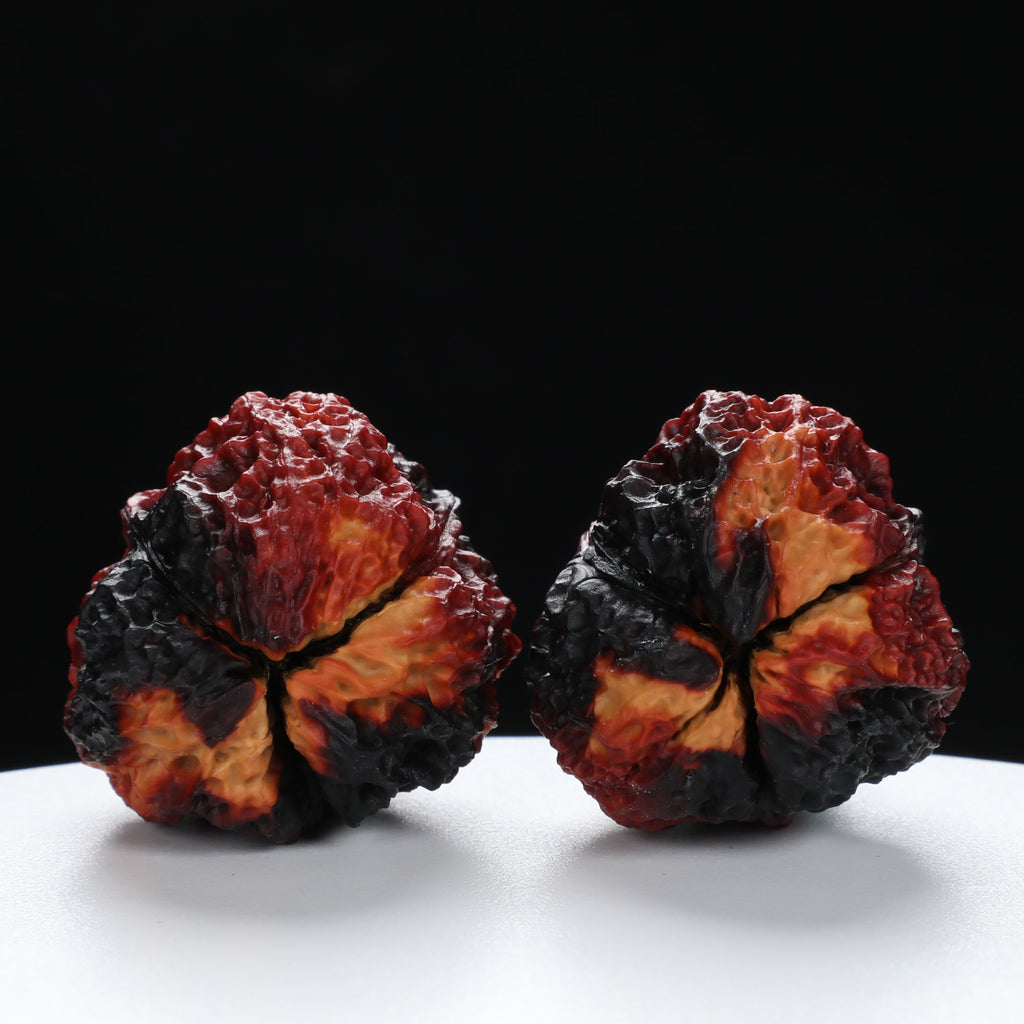 “Three-Ridged” Stout Y-Shaped Coral Cluster Tri-Color Iron Triple-Ridge Walnuts Pair | Size:35L*34W*41H | UPI:UR-00116