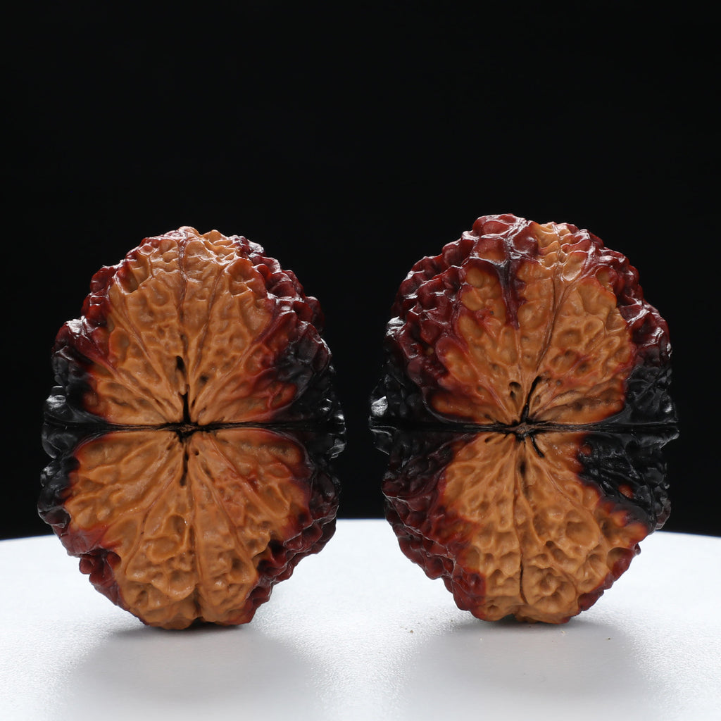 “Toad Head” Highly Matched 3-Tone Coral Grain Toad Wenwan Walnuts Pair | Size:30L*38W*33H | UPI:UR-00117