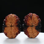 “Toad Head” Highly Matched 3-Tone Coral Grain Toad Wenwan Walnuts Pair | Size:30L*38W*33H | UPI:UR-00117