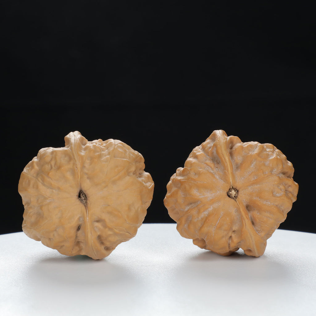 "Toad Head" Time-honored entry level Wenwan Walnuts Pair | Size:35L*36W*31H | UPI:UR-00119