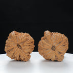 "Nanjiang Stone" Classic entry level Wenwan Walnuts Pair | Size:37L*35W*36H | UPI:UR-00120