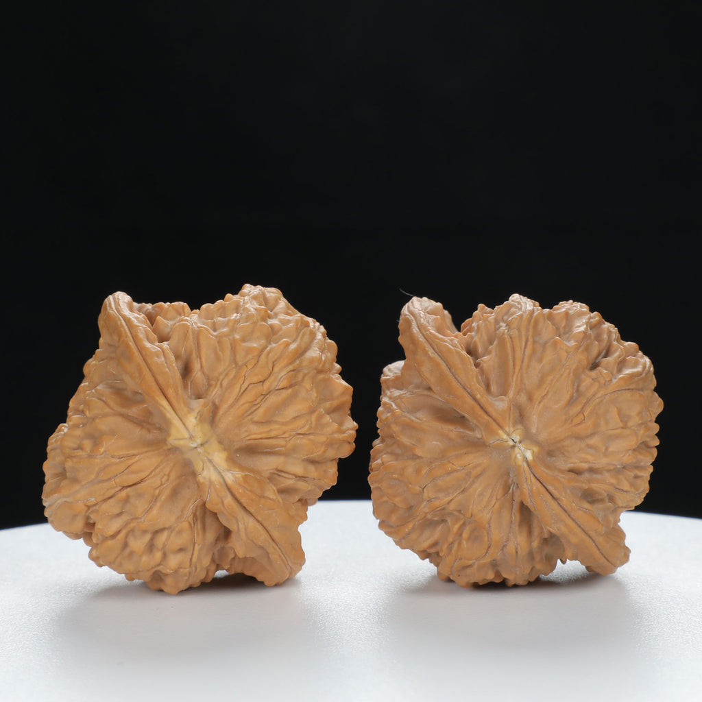 "White Lion's Head" Essential entry level Wenwan Walnuts Pair | Size:40L*38W*36H | UPI:UR-00123