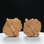 "White Lion's Head" Essential entry level Wenwan Walnuts Pair | Size:40L*38W*36H | UPI:UR-00123