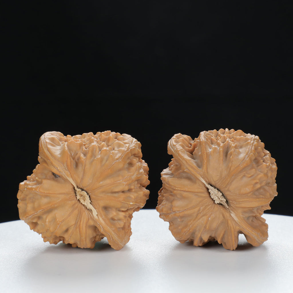 "White Lion's Head" Essential entry level Wenwan Walnuts Pair | Size:40L*38W*36H | UPI:UR-00123
