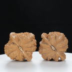 "White Lion's Head" Essential entry level Wenwan Walnuts Pair | Size:40L*38W*36H | UPI:UR-00123