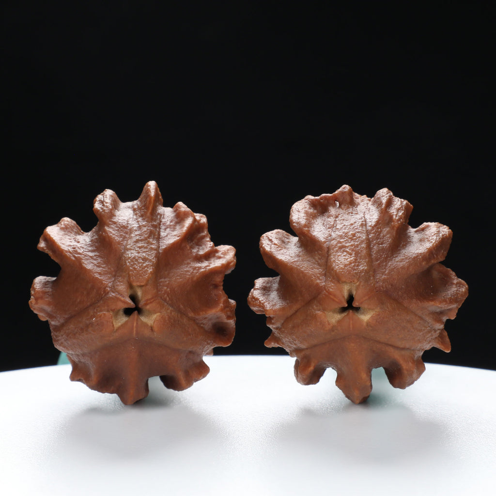 “Indonesian Vajra” Indonesian Natural Vajra Olive Pit Pair | Size:34L*34W*52H | UPI:UR-00096