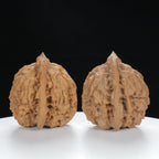 "Large Mandarin Hat" Elegant entry level Wenwan Walnuts Pair | Size:47L*43W*49H | UPI:UR-00133