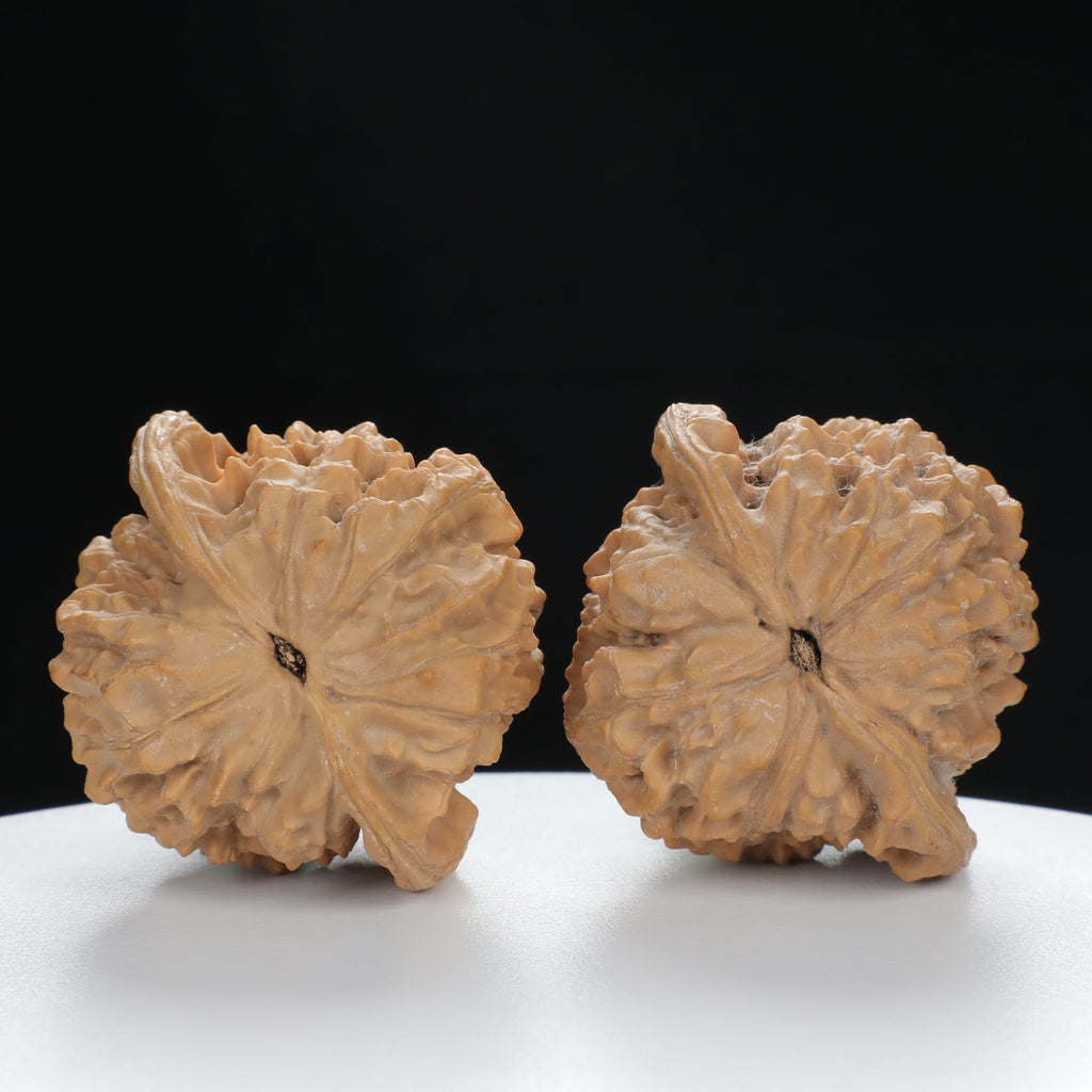 "Large Mandarin Hat" Elegant entry level Wenwan Walnuts Pair | Size:47L*43W*49H | UPI:UR-00133