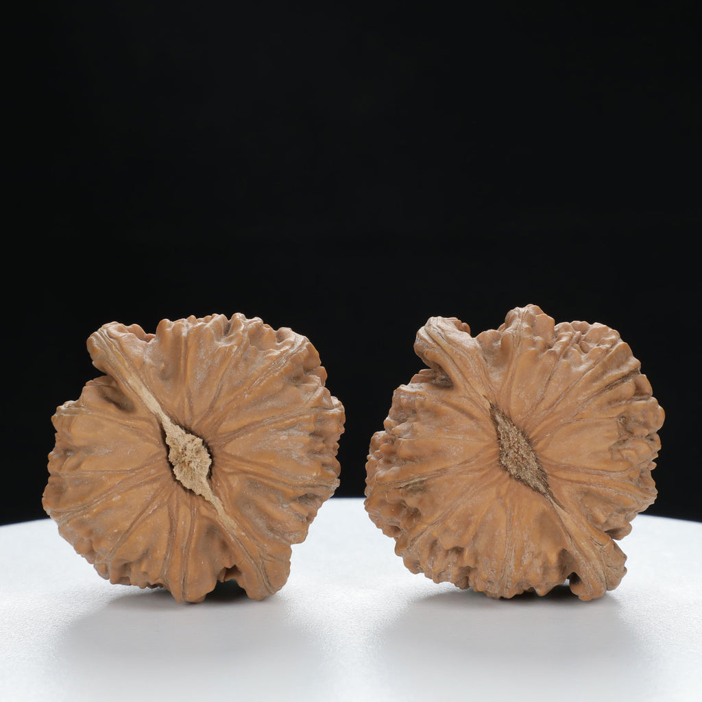 "Si Zuo Lou" Curated entry level Wenwan Walnuts Pair | Size:40L*39W*32H | UPI:UR-00135