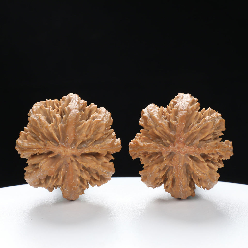 “Wild Qinling Thick-Ridge” nature.Eight-Ridge Lantern Qinling Qiuzi (Autumn Walnut) Wenwan Pair | Size:39L*38W*39H | UPI:UR-00139