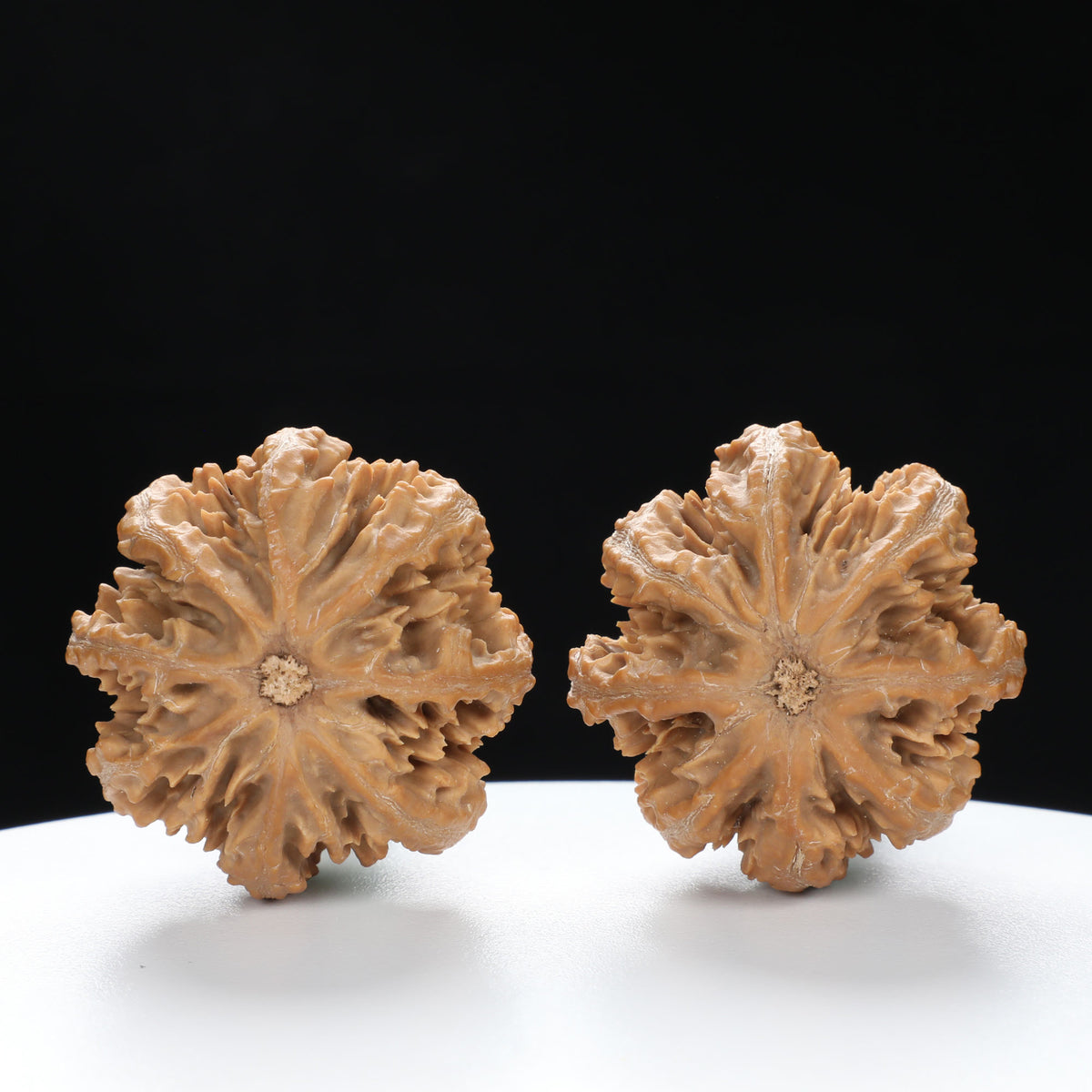 “Wild Qinling Thick-Ridge” nature.Eight-Ridge Lantern Qinling Qiuzi (Autumn Walnut) Wenwan Pair | Size:39L*38W*39H | UPI:UR-00139